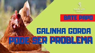 Is a chicken that's too fat good or bad? Let's chat!