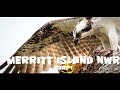 Wildlife and bird photography at Merritt Island National Wildlife Refuge, Florida, Ep 1