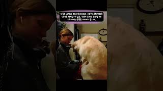 슬퍼하는 주인을 위로하는 개 개들은 사람의 코르티솔(스트레스 호르몬) 수치 변화를 냄새로 감지할 수 있다고 합니다 골든 리트리버나 래브라도 레트리버 등이 사람과의 유대가 좋습니다