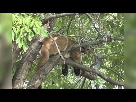 Latest headlines | CPW relocates mountain lion found in Westminster tree