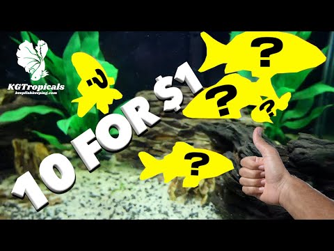 Video: Billige alternativer til en akvarieopsætning