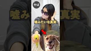 嘘みたいな本当の話し