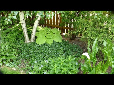 Wideo: Wytrzymałe wiecznie zielone rośliny okrywowe: wiecznie zielone rośliny okrywowe dla ogrodów strefy 7