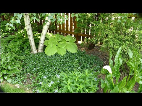 ვიდეო: Hardy Evergreen Groundcover Plants: Evergreen Groundcovers for Zone 7 Gardens