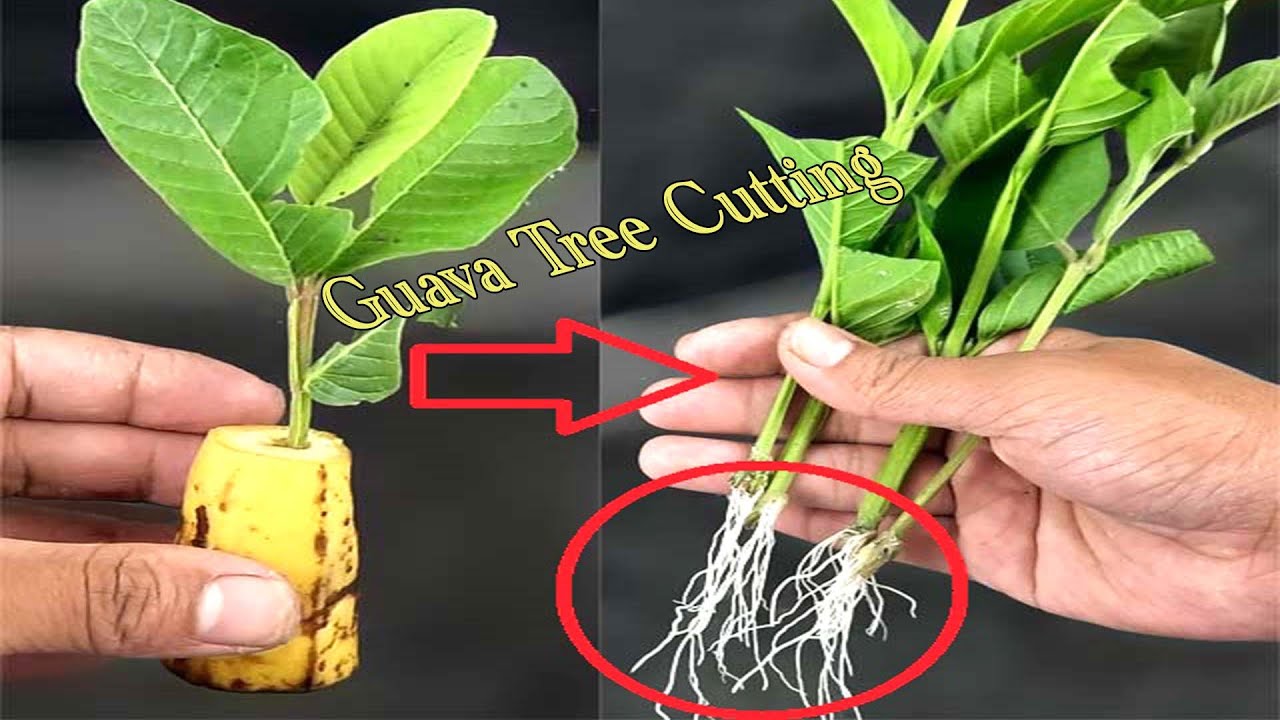 Amazing Way To Grow Guava Tree Cutting In A Banana