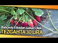 Bahçede 8 Liradan Satılan Çilek Tezgahta 30 Lira: Üretici Duruma Tepkili