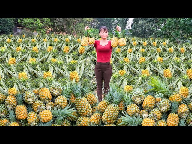 Harvesting Pineapple Goes To Market Sell - Repair The Rotten Bathroom | Phương Free Bushcraft class=