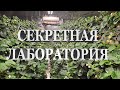 ТЕПЛИЦА 20 СОТОК В ЦЕНТРЕ ГОРОДА \\ ПОЧЕМУ Я ВЫБРАЛ ЦЕХ?