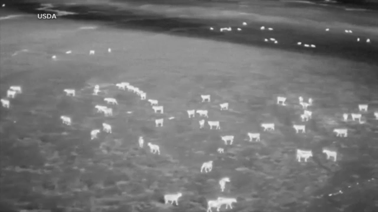 Biologists are using drones to scare wolves away from cattle