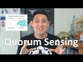 Quorum sensing in action - YouTube