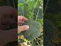 When to harvest broccoli