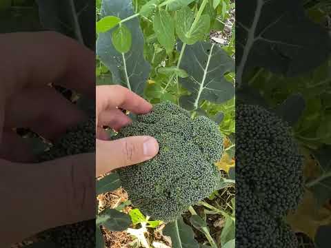 Video: Zjistěte, jak a kdy sklízet brokolici