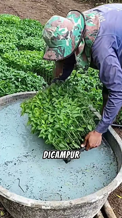 Do this before planting chili #gardeningtips #plantingtricks #agriculture #fruits