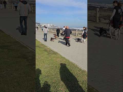 シーポイントケープタウンのアメリカン ピット ブル テリア、アメリカン ブリー、またはスタッフォードシャー ブル テリア。