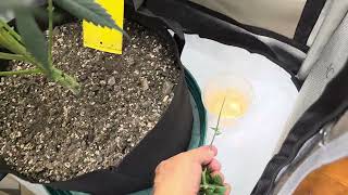 Bruce Banner Clawing problem in veg.
