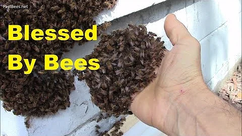 Is honey bee hive lucky? (2023)