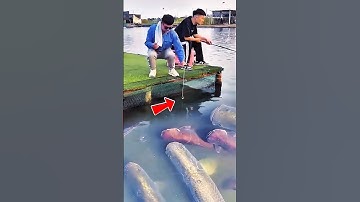Orang ini membuktikan, mancing ikan besar tidak perlu menggunakan umpan. #fish #fishing #shorts