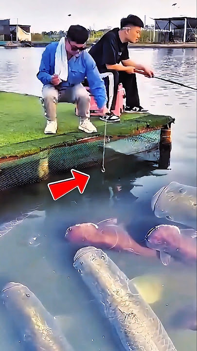 Orang ini membuktikan, mancing ikan besar tidak perlu menggunakan umpan. #fish #fishing #shorts