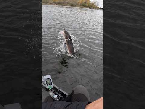 Casual NLBN sturgeon chew