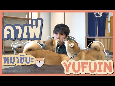 คาเฟ่หมาชิบะ ในเมืองที่น่ารักที่สุดในญี่ปุ่น 'YUFUIN' | อาสาพาไปหลงรักสัตว์ REIWA EP.6