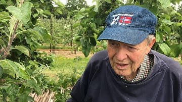 How to control aphids on apple trees