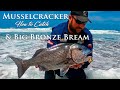 Musselcracker  bronze bream in one spot how to catch them