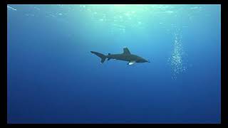 Sharks of Egypt - Brothers & Dedalus & Elphinstone reef diving 2025 Video by Ales Sulic
