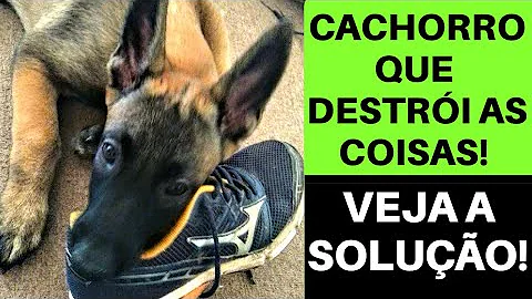 Porque meu cachorro rói tudo?