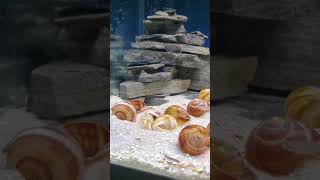 Brichardi Fry 1 Month Update Tanganyikan 40 Breeder 40 Breeder 1 Month Update