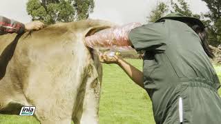 PROCEDURE FOR PERFORMING ARTIFICIAL INSEMINATION IN CATTLE