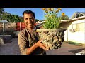 CÓMO HACER MACETA con ROCAS DE RIO / making river rock planter