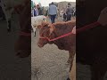#trending #anmals #horseart #horse #cow #shortvideo #سوق #horseriding #trendingshorts #animals #ai