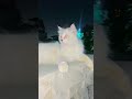 Cute Persian Cat Moments 🐾🔥 😎 #youtubeshorts #catvideos #supportme #viral #shortsvideo