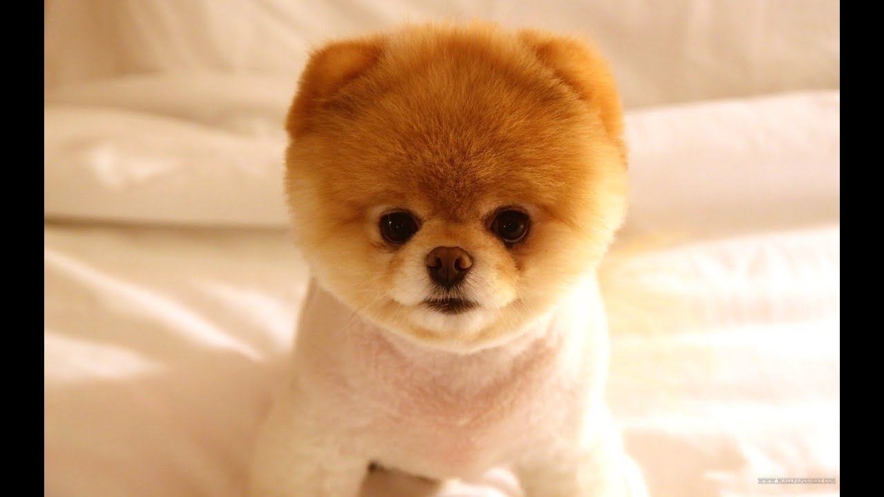 Satilik Kopekler Youtube Satilik Kopekler Youtube