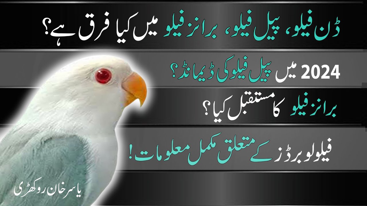 Fallow Lovebirds, Complete Details - Yasir Khan Rokhri