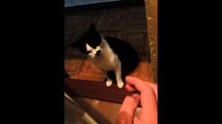 Кот достает когда сижу в туалете(, 2014-09-04T12:31:52.000Z)