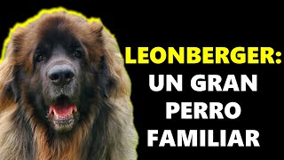 LEONBERGER - El mejor perro para la familia by ABC del mundo Animal 1,175 views 1 year ago 11 minutes, 29 seconds