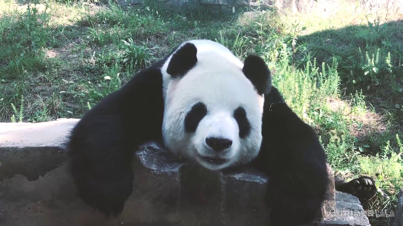Panda Fei Yun-sleeping Beauty - YouTube