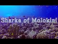 LetsDiveMaui - Sharks of Molokini