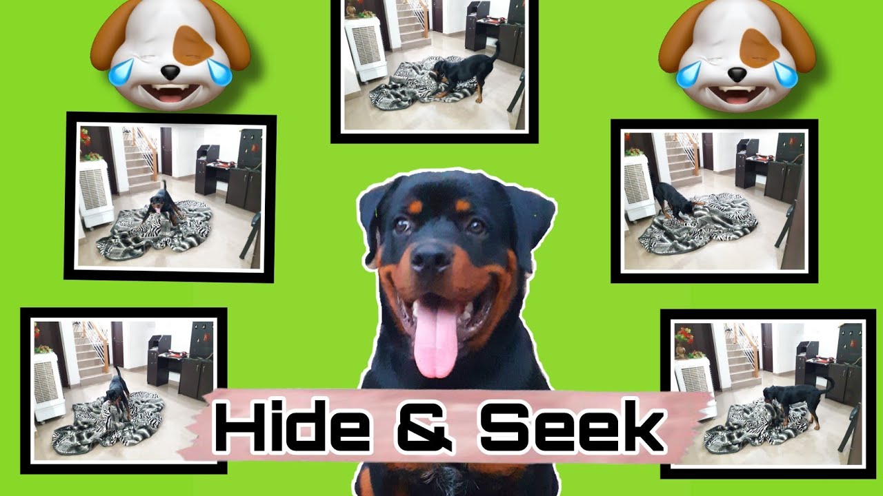 This is what my dog does when I hide under the blanket THUNDER the