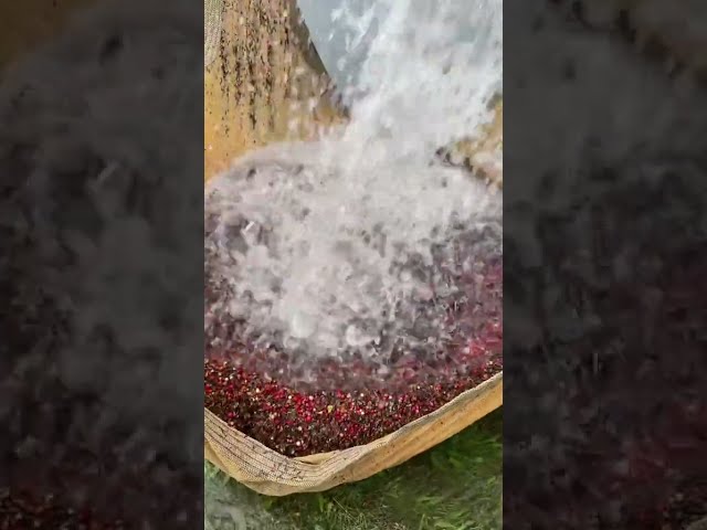 Cranberry Harvest class=