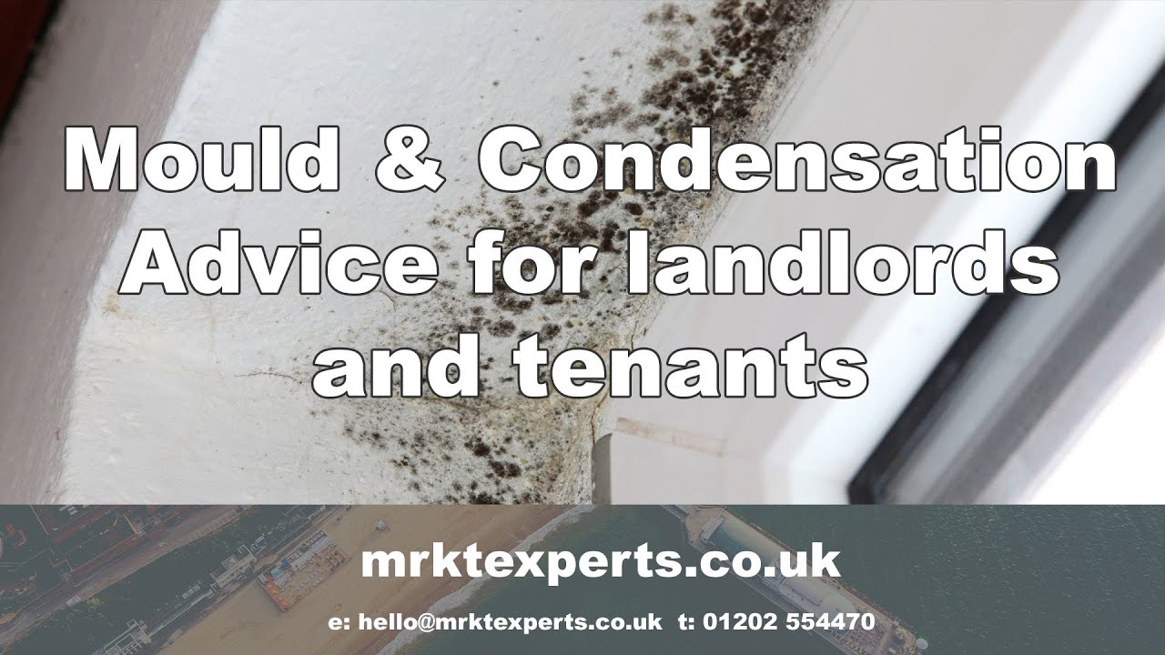 Damp and Mould advice, with support from Ridgewater Energy ( Dorset )