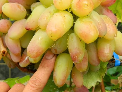 Video: Grapes 