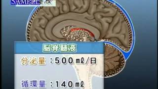 目で見る解剖と生理 第2版　Vol.1 神経系１　中枢神経、高次機能、運動系