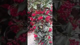 🎋🎋How to soften the skin🎋🎋#garden #shortsfeed #flowers screenshot 1