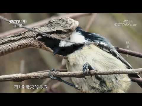 母蛇岛蝮顺利产子 生存博弈开始周而复始 《隐匿杀手》【CCTV纪录】