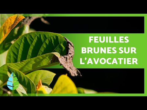 Vidéo: Problèmes de l'avocatier : ravageurs et maladies courants de l'avocatier