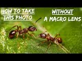 SUPER MACRO photography part (2) | Without a macro lens | Reversed 18-105mm Lens | Nikon D90