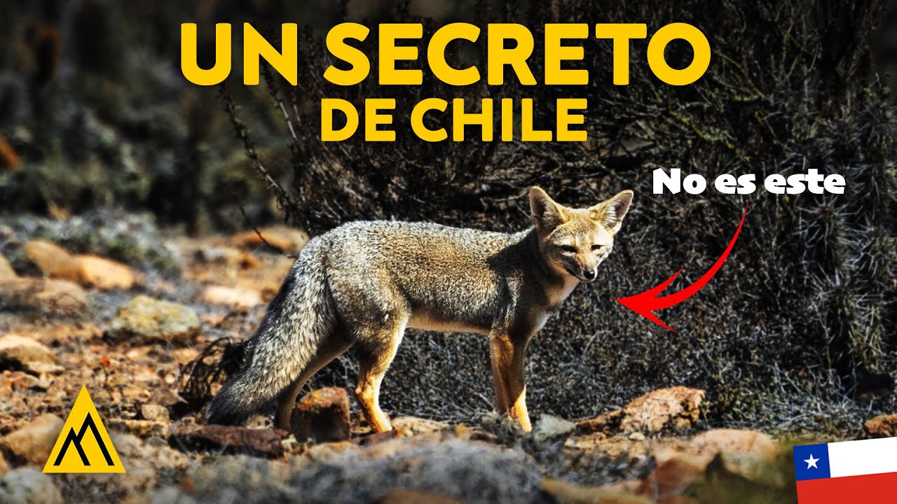 ¿PINGÜINOS en el DESIERTO? Así es este lugar único de Chile (EP 134).