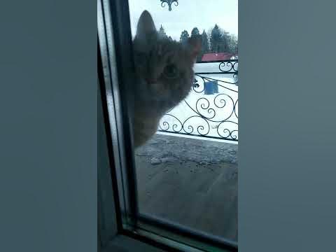 Пусти пописать !!!!! - YouTube